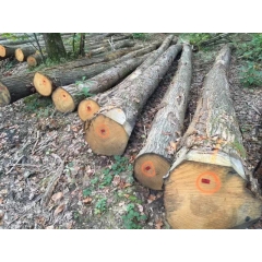 European Chestnuts Logs Grade ABC wholesale