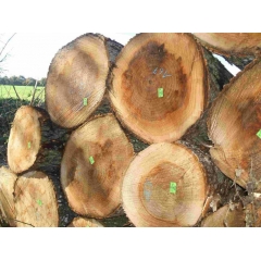 Top Quality European Cottonwood Logs Hibiscus tilliaceus wholesale