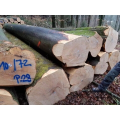 The latest arrival of European imports of beech logs only 20 good quality goods wholesale