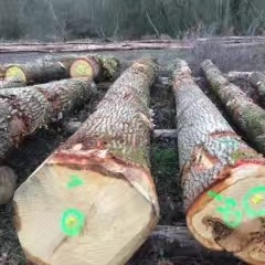 Supply of French and Europe imports of large diameter white Oak wood 60cm wholesale