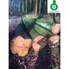 The latest supply of imported  German beech logs AB level wholesale