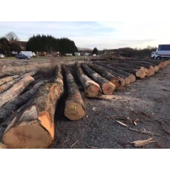 The latest supply of European imports of red oak wood ABC anti-corrosion pest wood wholesale
