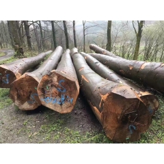German beech logs limited number of good goods to see pictures speak high quality logs wholesale