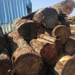 American Black Walnut Pennsylvania Walnut Wood North American Timber wholesale