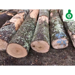 Kingwaywood supply New York imported red oak logs wholesale