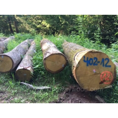 Kingwaywoos Supply the latest European imports of white oak log  white solid wood wholesale