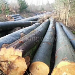 Kingwaywood latest supply of high-quality German beech logs AB level wholesale