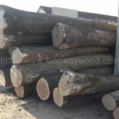 Kingwaywood European imports White Oak Oak log Wood ABC grade wholesale
