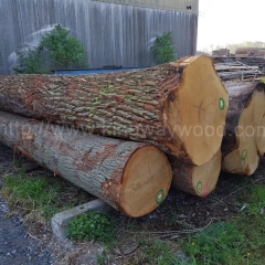 Kingwaywood Newest Supply Germany Imported White Oak Wood Log Wood wholesale