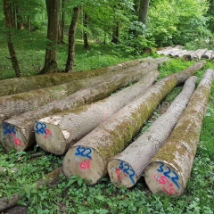 Kingwaywood industry German ash log ash wood import solid wood wood Europe log 3000 cubic wholesale