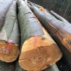 Kingwaywood imports German beech logs AB grade European wood saw board solid wood wholesale
