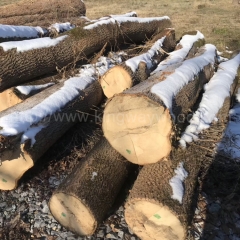 kingwaywood imports European wood ash wood ash real wood log sawing board AB/ABC class wholesale