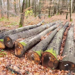 kingwaywood imports European timber red oak log timber board solid wood oak ABC class raw materials wholesale wholesale