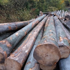 kingwaywood imports european wood German beech logs water green wood solid wood AB grade raw wood board wholesale