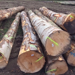 kingwaywood industry imports wood solid wood log maple hard maple European maple wood raw materials wholesale
