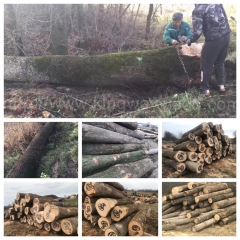 kingwaywood industry imports European wood ash wood ash wood solid wood sawing board AB class wholesale