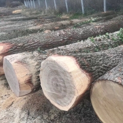 kingwaywood industry European wood white oak European oak solid wood log imports wood oak wholesale