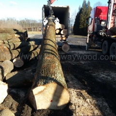 kingwaywood industry imports European wood ash log ash ash ash ash board solid wood wholesale