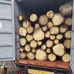 kingwaywood industry import wood European wood spruce logs solid wood European spruce Czech spruce construction timber wholesale wholesale