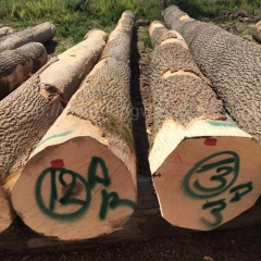 kingwaywood European wood imports wood European ash solid wood logs Serbian ash Nordic ash wood wholesale