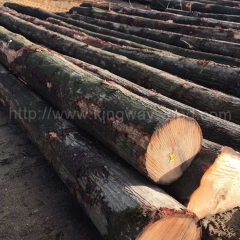 kingwaywood industry imports wood logs European red oak European timber oak red oak wood ABC wholesale