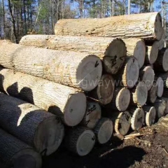 kingwaywood industry imports wood European wood cottonwood solid wood logs poplar AB wood furniture material wholesale