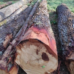 kingwaywood European wood European oak white oak log French oak solid wood imported logs solid wood raw materials wood wholesale