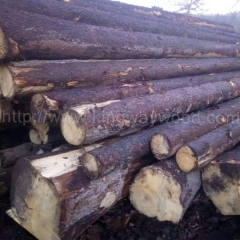 Spruce logs European Germany Czech solid wood imports kingwaywood industry raw wood fir wood timber construction raw materials wholesale