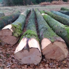Beech solid wood import European beech wood lumber log German beech wood beech home decoration material raw material Beech futures monthly supply wholesale