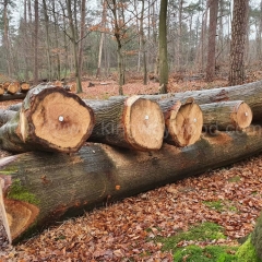 kingwaywood imports red oak wood log european wood solid wood German oak wholesale