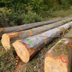 Beech wood solid logs import European beech beech wood kingwaywood timber lumber raw materials wholesale