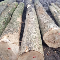 European ash log ash wood solid wood mandshurica waxwood logs imported wood kingwaywood Bulgarian futures raw materials wholesale