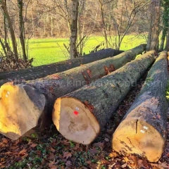 Oak log solid wood import Red Oak ABC Europe oak France Red Oak Kingway wood industry raw materials timber futures wholesale
