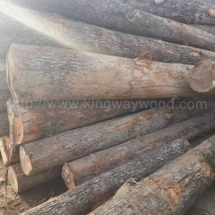 European oak white acorn wood imported logs kingwaywood raw materials wood board futures home board European oak AB wholesale