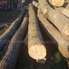 Bulgarian Serbia ash logs Europe ash solid wood imports of northern Europe logs home materials wood ash futures wholesale
