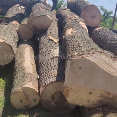 European ash wood logs imported solid wood furniture timber ashwood board ash ash futures wholesale