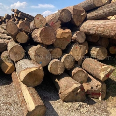 European log timber imports basswood solid wood European basswood log wood kingwaywood industry wholesale