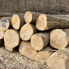 Ash logs imported from Europe