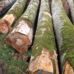 Beech logs imported from France