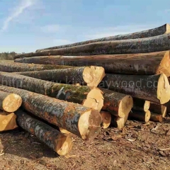 Beech logs imported from Europe