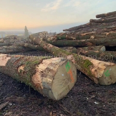 European white oak logs imported