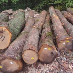 European white oak timber