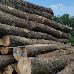 ash wood