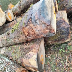  European oak