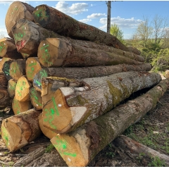 European white oak log