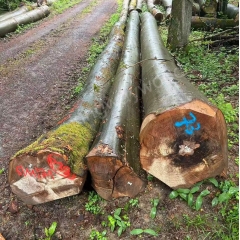 european beech log