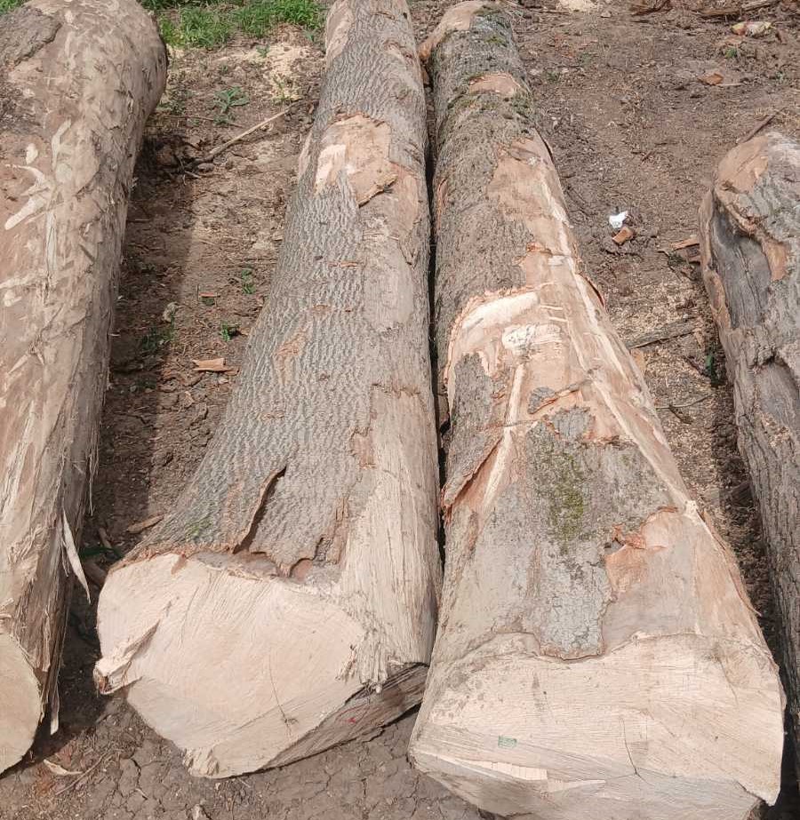 kingwaywood-The latest imported ash logs 