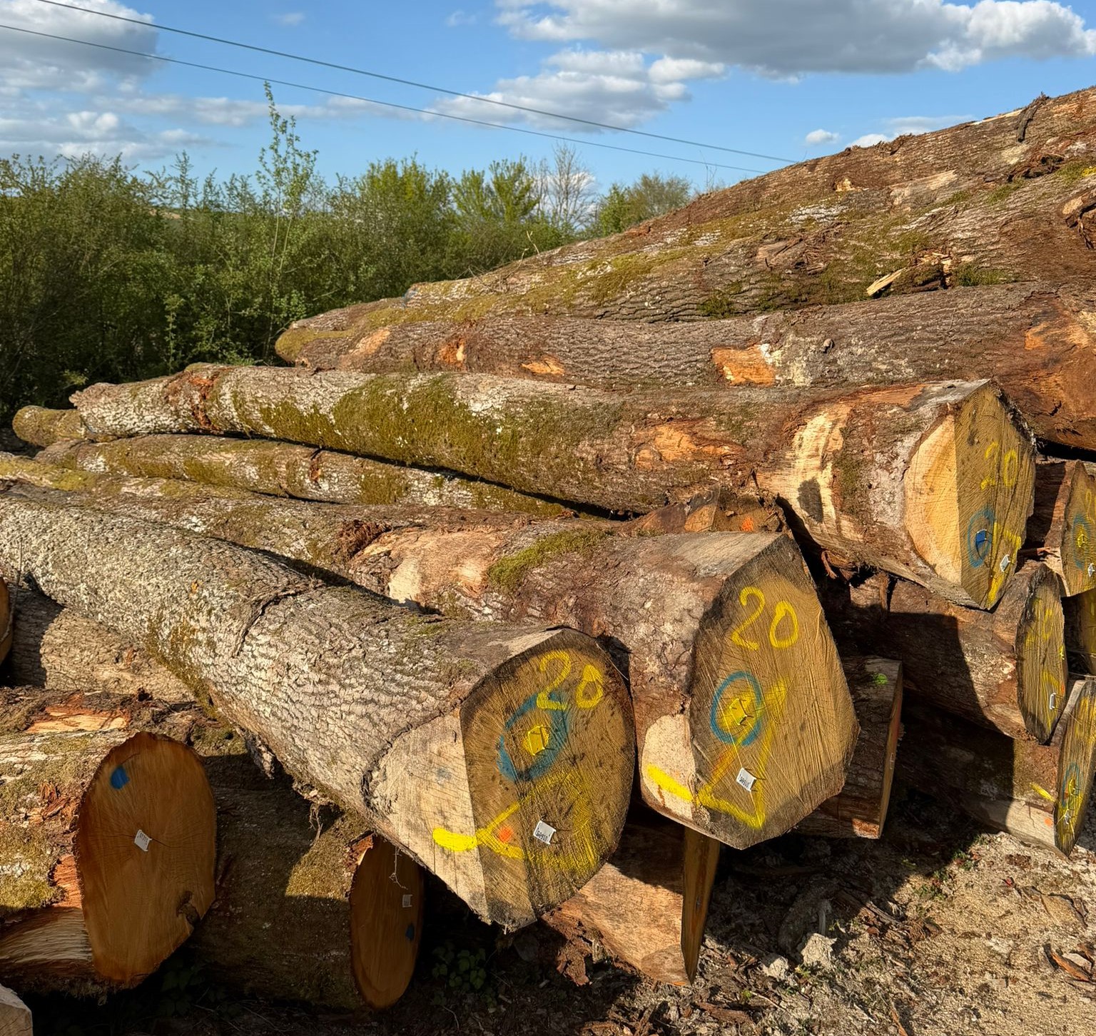 kingwaywood-The latest imported France oak logs 