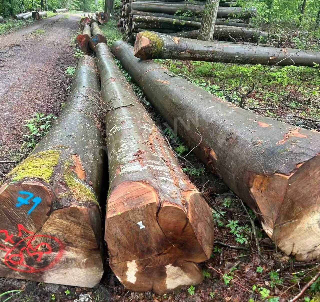 kingwaywood-The latest imported germany beech logs 